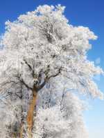 Low angle view of snow covered trees isolated against blue sky in the day. Below view of ice capped and frosted tree branches in cold winter. Global warming and climate change, frozen season nature