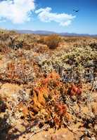 Dry highland savanna in South Africa, occupying almost half of its area. The largest Biome covers over one third of South Africa, with interesting features like pebbles, steep slopes and moist soil