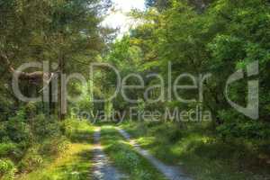 Dirt road in a lush forest of greenery on a sunny day. Exploring a mysterious wilderness in summer. Hiking trail in nature, adventure and discovery. Peaceful empty landscape of trees and wild grass