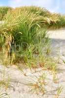 Landscape of sand dunes on the west coast of Jutland in Loekken, Denmark. Closeup of tufts of green grass and brown reeds growing on an empty beach. Scenic seaside to enjoy during summer vacation