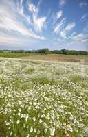 Landscape of daisy flowers in a lush meadow in summer. Marguerite perennial flowering plants growing in a grassy field in spring. Beautiful white flowers budding on a farm in its natural environment