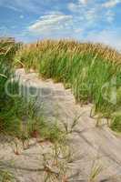Landscape of beach sand on west coast of Jutland in Loekken, Denmark. Closeup of tufts of grass growing on an empty dune with blue sky and copyspace. Scenic seaside to explore for travel and tourism