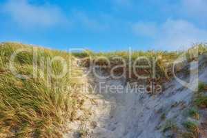 Landscape of sand dunes on the west coast of Jutland in Loekken, Denmark. Closeup of tufts of green grass growing on an empty beach during a summer day. Scenic view of a blue sky against nature