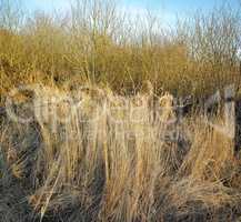 Dry arid grass on a swamp in an empty grassland in Norway in early spring. Nature landscape and background of uncultivated land with brown reeds. Thorn bushes and shrubs overgrown on a field or veld