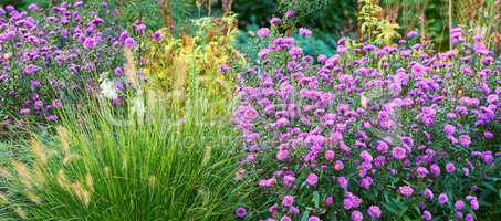 Violet aster flowers in a decorative garden plant. A garden of all seasons. A view of blooming aster flowers with different plants on a sunny day. A scenic view of violet aster flowers in a lawn area