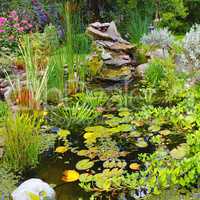 Overgrown koi fish pond in a garden outside. Variety of aquatic plants like lily pads, cattails, and lotus flowers growing in ornamental japanese water feature. Tranquil, serene and calm nature scene