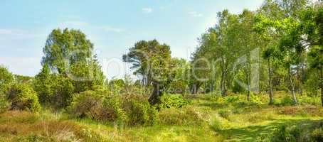 Bright green landscape of trees and grass. Overgrown field on a sunny day outside. Lush foliage with a blue sky in Denmark. Peaceful wild nature scene of a forest. Quiet vibrant wilderness in summer