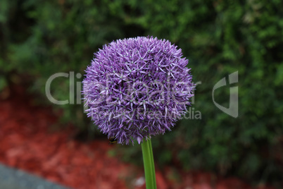 Ornamental onion blooms beautifully in the garden