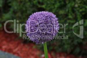 Ornamental onion blooms beautifully in the garden