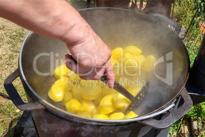 New potatoes are cooked in a cauldron