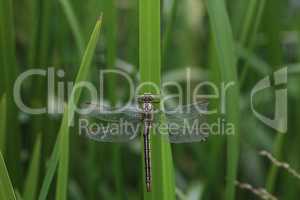 Dragonfly sits in the reeds on the lake