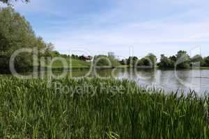 Summer landscape. Small lake with green shores