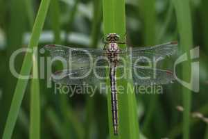 Dragonfly sits in the reeds on the lake