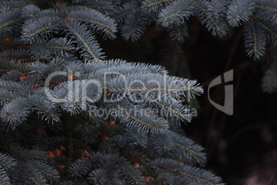 Beautiful fir branches on a dark background