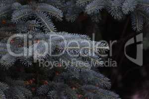 Beautiful fir branches on a dark background
