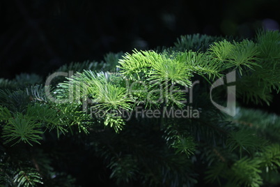 Beautiful fir branches on a dark background.