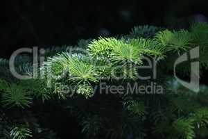Beautiful fir branches on a dark background.