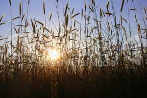 Getreidefeld im Sonnenuntergang