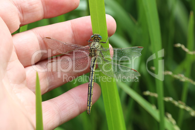 Dragonfly sits in the reeds on the lake
