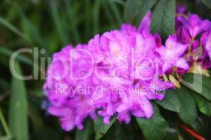 Beautiful large flowers of rhododendrons in a green lush with blur background. Lilac flowers of green leaves in the forest. Blooming rhododendrons in the summer garden. Purple -white colored flowers.