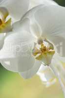 A close-up of a white orchid flower with yellow in the center. A portrait picture of a white flower with blur background. A view of a white petal flower on a bright sunny day.