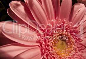 Close-up of a pink daisy flower with natural blurred background. Intentionally shot with extremely shallow depth of field. An angled view of a blooming vibrant daisy flower in a garden in a sunshine.