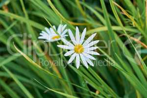 Daisy flower growing in a field or botanical garden on a sunny day outdoors. Marguerite or english daisies with white petals blooming in spring. Scenic landscape of bright plants blossoming in nature