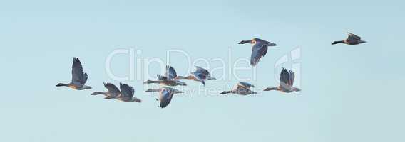 Flock of goose birds flying in a clear blue sky outdoors with copyspace. Common wild geese flapping wings while soaring in the air in formation from the side. Migrating waterfowl animals in flight