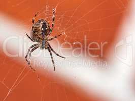 Below view of a hunting spider in a web, isolated against a blurred red brick wall background. Closeup of a striped brown and black walnut orb weaver spider. The nuctenea umbratica is an arachnid