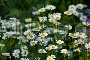 Daisy flower growing in a field or botanical garden on a sunny day outdoors. Marguerite or english daisies from chamomile plant species blossoming in springtime. Scenic landscape of blooms in nature