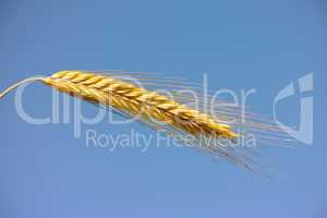 Closeup of a head of wheat on a blue sky. Farming produce against a clear background. An ear of cultivated organic grain, dried maize or a barley spike. Kernels to be harvested blowing in the wind