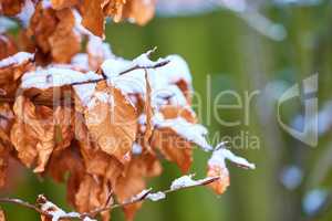 Closeup of brown tree branches, twigs and leaves covered in frozen snow in winter during dewy early morning. Climate for icy cold winter weather in environment during snowfall in the woods or forest
