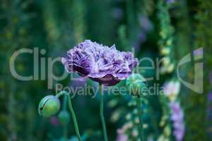 Closeup of an opium plant bud closed outside in a garden. Beautiful lush green flower head isolated on blurred nature background. Close-up poppy plant. Opened and unopened poppy plants.