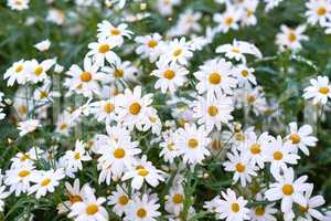 Chamomile daisy flowers growing on a field or botanical garden in nature during spring outdoors. White marguerite or common english daisies blooming on a meadow. Beauty in nature of lush environment