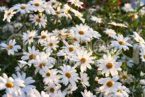 A flowerbed of daisies growing in green park or nature reserve. Marguerite perennial flowering plants in a leafy shrub blooming in the sunlight. beautiful decorative white blossoms in a flower garden