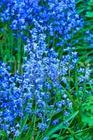 Bluebell Scilla Siberica, blue flowers. Popular landscape plant can be invasive. Squill readily spreads itself and is hardy and cold tolerant. Starry flora often found in wooded areas in early spring