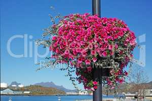 A landscape view of a pink Surfina flower with long vines hanging on a pole. A beautiful image of a cityside street with a pole covered with a pink flower under a bright blue sky.