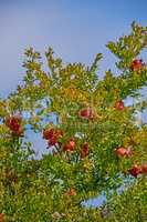 Closeup of a tree with lush green leaves and ripe red pomegranate fruits on branch against a blue sky background. Delicious plums ready for harvest in a garden or agriculture farm, horticulture