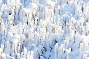 Icy ground covered in white snow on a winter morning. Frozen twigs and leaves in frost. Frosty grass growing in cold weather a park or forest. A snowfall in the woods. Frozen early morning in nature