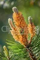 Closeup of yellow pinus masoniana growing on chinese red pine tree with bokeh background. Texture detail of evergreen coniferous fir tree cone and branch needles in nature reserve, forest, plantation