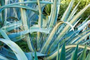 Aloe vera growing in a botanical garden outdoors on a sunny day. Closeup of green agave plant with long prickly leaves filled with gel with healing properties used for skincare and medicinal purposes