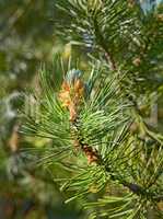 Closeup of a pine tree branch growing in a nature park or garden. Coniferous forest plant in spring on blur background. Pollen cone on the tip of a tree in summer. Indigenous Norway pine needle plant