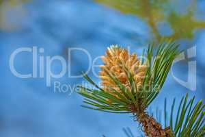 Closeup of yellow pinus massoniana plant growing on a fir and cedar tree isolated against a blue sky background with bokeh copy space. Green pine needles in a remote resin coniferous forest in nature
