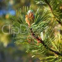 Scotch pine Pinus sylvestris male pollen flowers on a tree growing in a evergreen coniferous forest in Denmark. Flowers growing on a pine tree branch. Closeup of needles and bud on a twig in nature