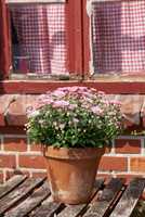 Beautiful pink daisies also known as Bellis perennis in a flowerpot on a garden table outside a window of a house or cafe background. Blooming flowers standing outside on balcony or patio in spring