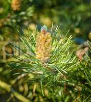 Closeup of a red pine tree branch growing in an evergreen boreal forest. Coniferous forest plant in spring on a sunny day against a blurred background. Norway pine needle indigenous to North America
