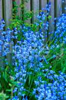Bluebell, Scilla Siberica, blue flowers. Landscape plant can be invasive. Squill spreads itself and is cold tolerant Starry flora often found in wooded areas in early spring. Vibrant colour wallpaper