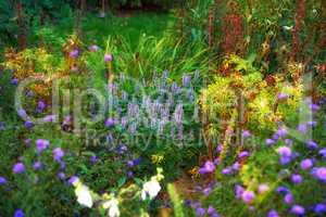 Overgrown garden with various plants. Lush green backyard with red flowering bushes and bright purple blooms. Different herbs and wild flowers growing in a park. Vibrant nature scene with copy space
