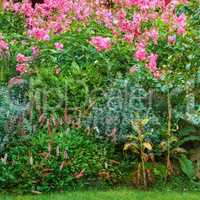 Overgrown colorful garden with various plants. Lush green backyard with flowering bushes and bright blooms. Different herb and wild flowers growing in park. Vibrant nature scene of shrubs and flowers