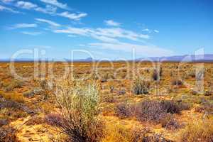 Landscape of wild Fynbos growing in Table Mountain National Park, Cape Town, South Africa. Scenery of dry, arid nature field with shrubs and bushes in summer with a blue sky background and copyspace